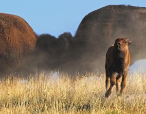 Image By Sandy Sisti Featured In National Wildlife Magazine December January 2012 Issue